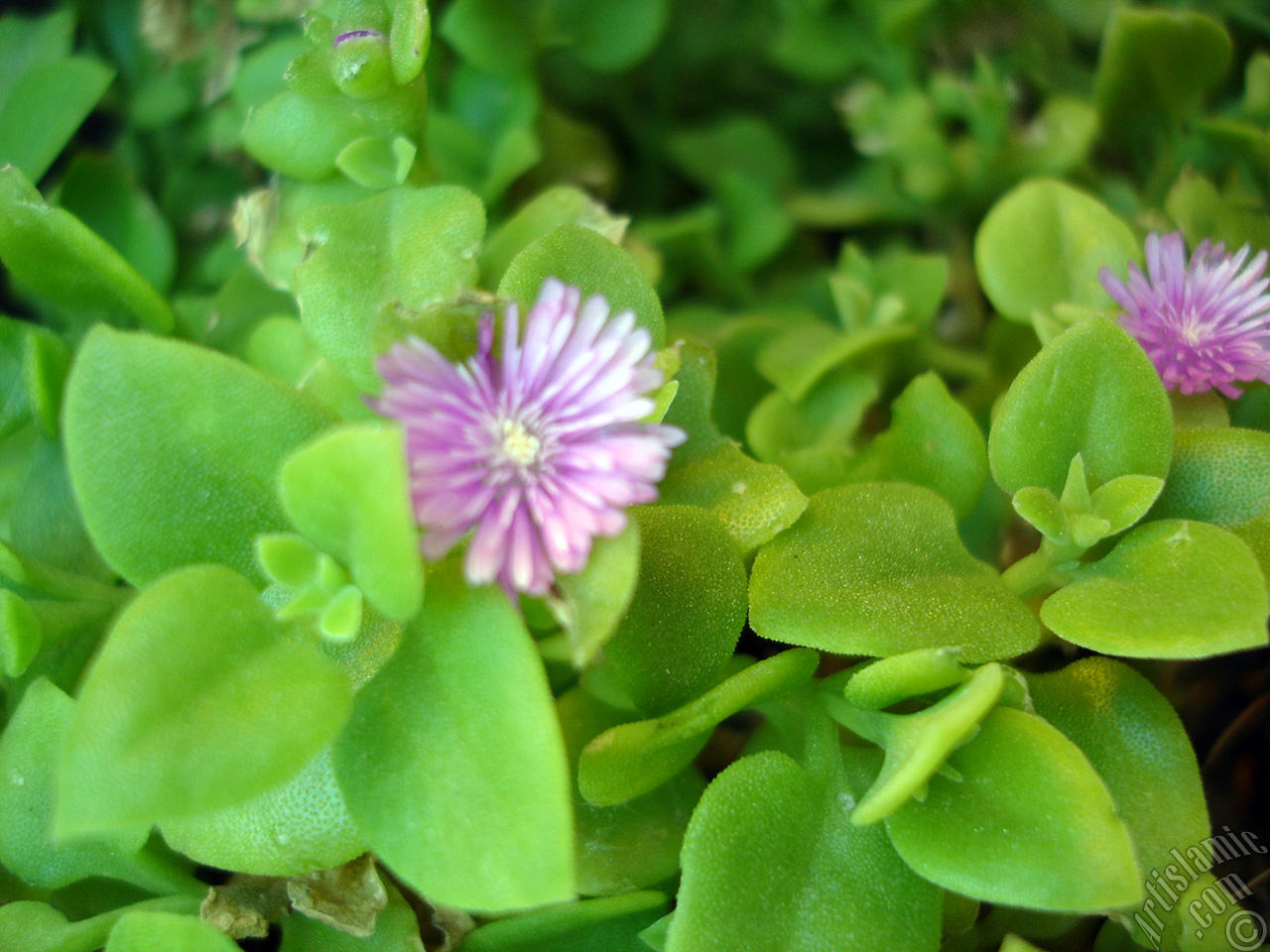 Heartleaf Iceplant -Baby Sun Rose, Rock rose- with pink flowers.
