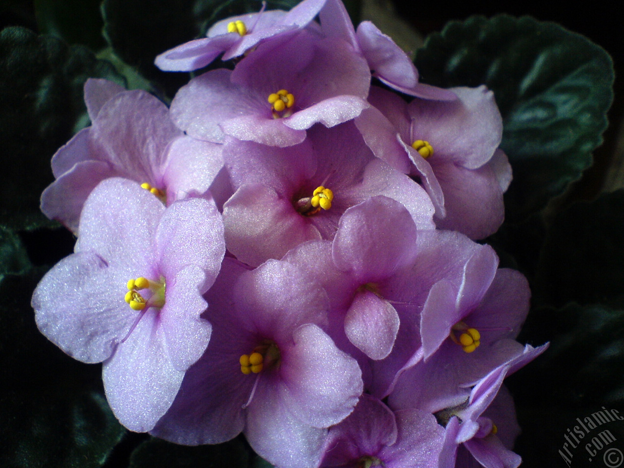 Pink color African violet.
