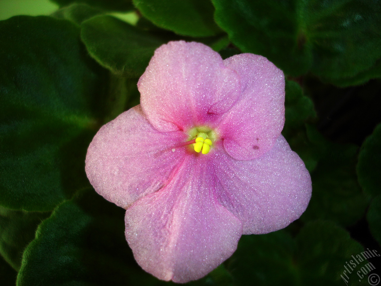 Pink color African violet.
