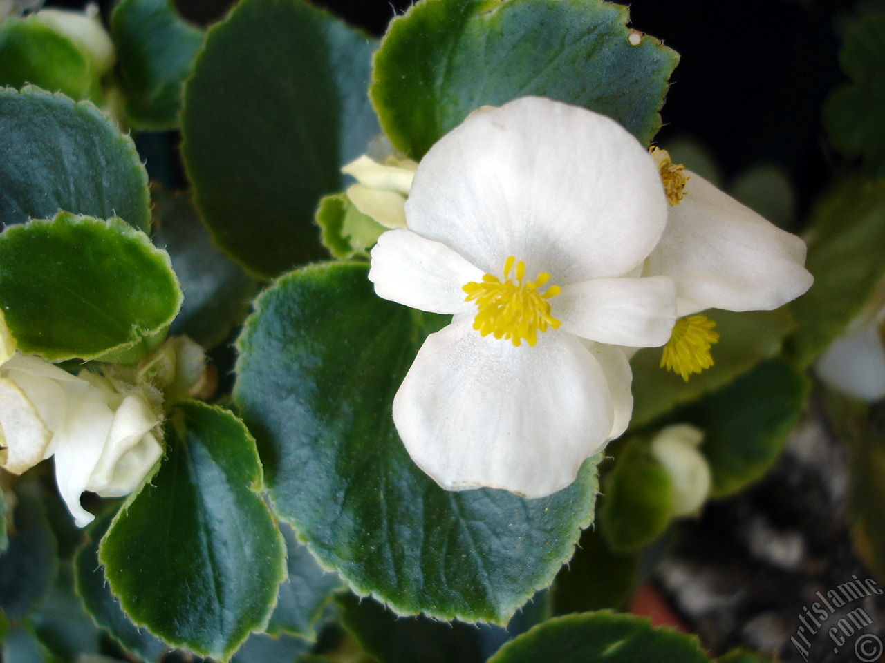 Wax Begonia -Bedding Begonia- with white flowers and green leaves.
