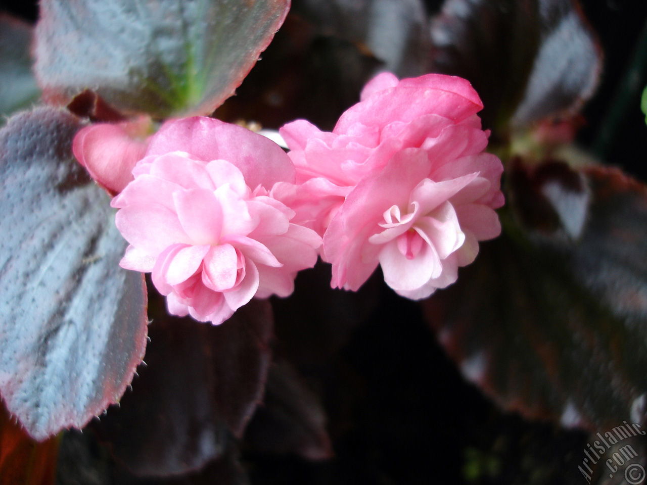 Wax Begonia -Bedding Begonia- with pink flowers and brown leaves.
