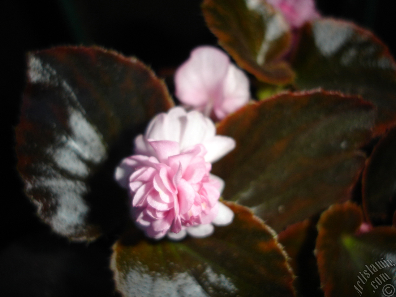 Wax Begonia -Bedding Begonia- with pink flowers and brown leaves.
