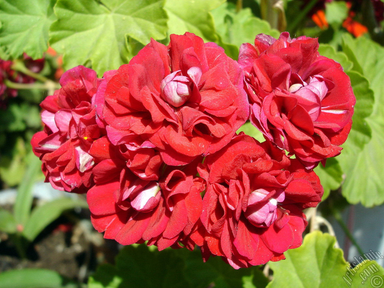 Red color Pelargonia -Geranium- flower.
