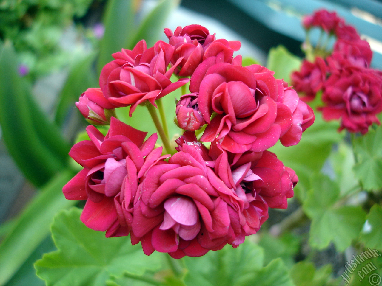 Red color Pelargonia -Geranium- flower.
