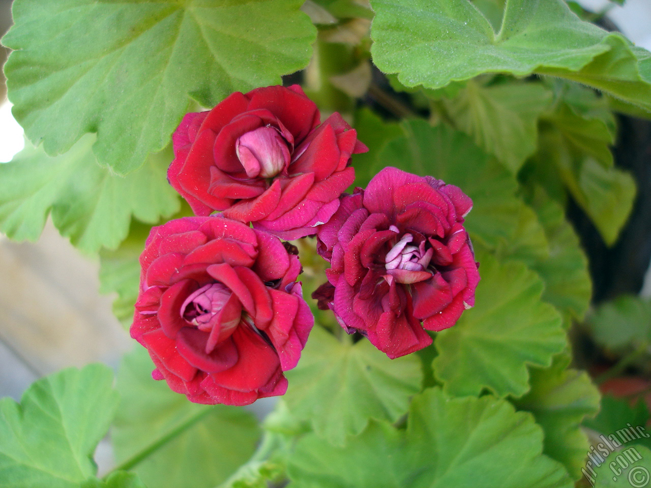 Red color Pelargonia -Geranium- flower.
