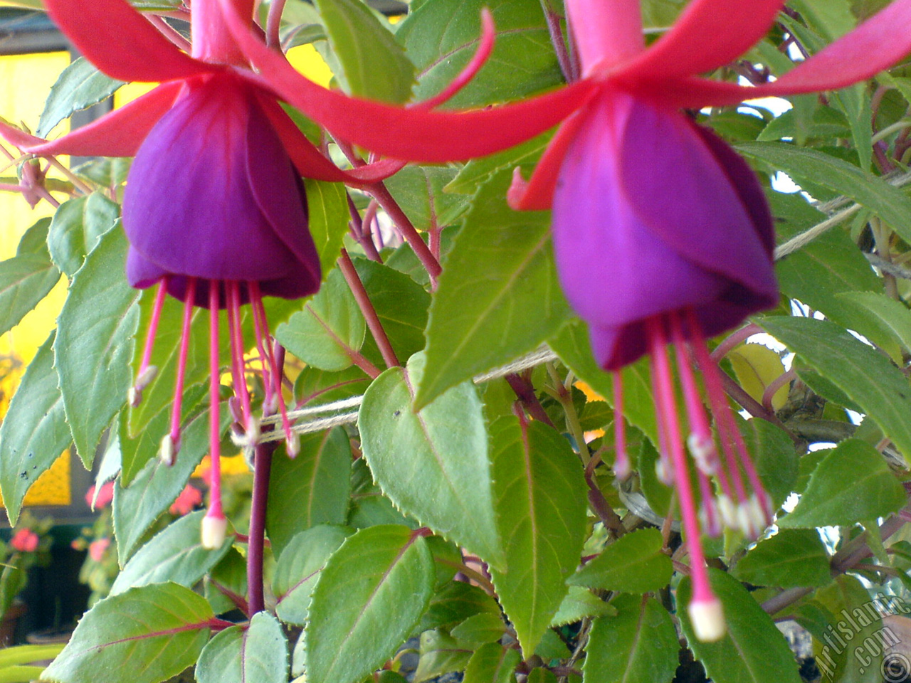 Red and purple color Fuchsia Hybrid flower.
