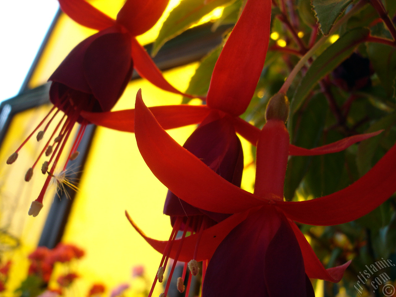 Red and purple color Fuchsia Hybrid flower.
