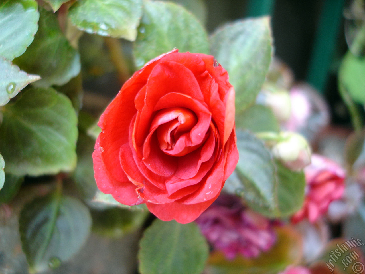 Red color Begonia Elatior flower.
