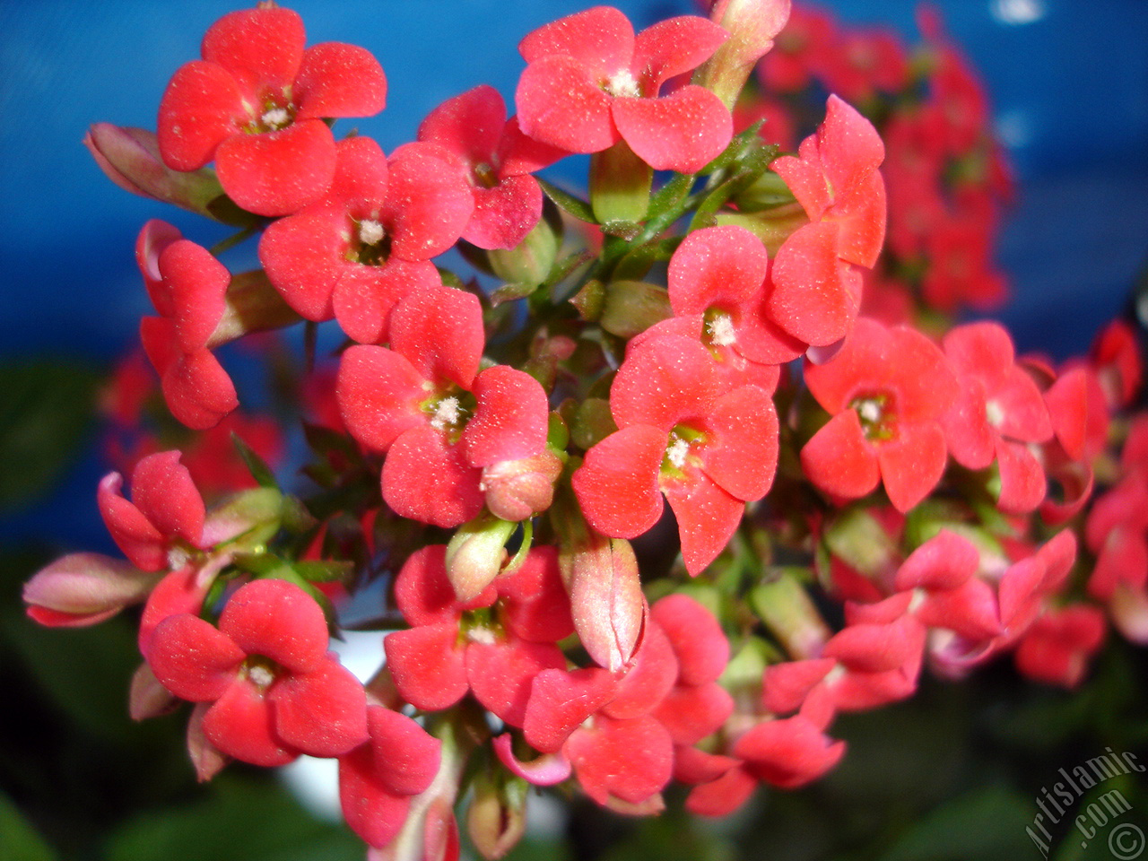 Kalanchoe plant`s flower.
