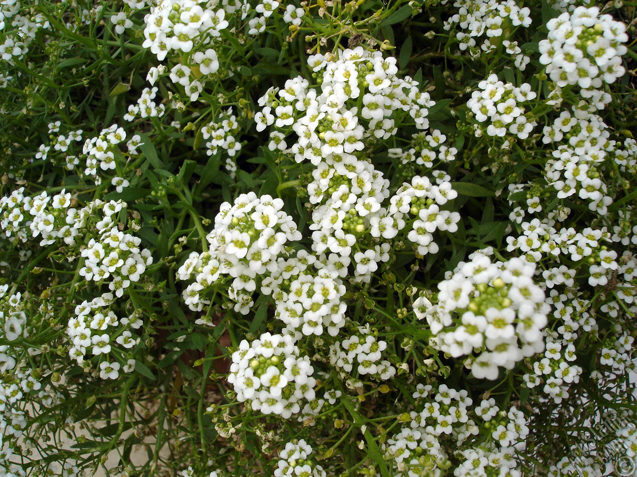 A plant with tiny white flowers.
