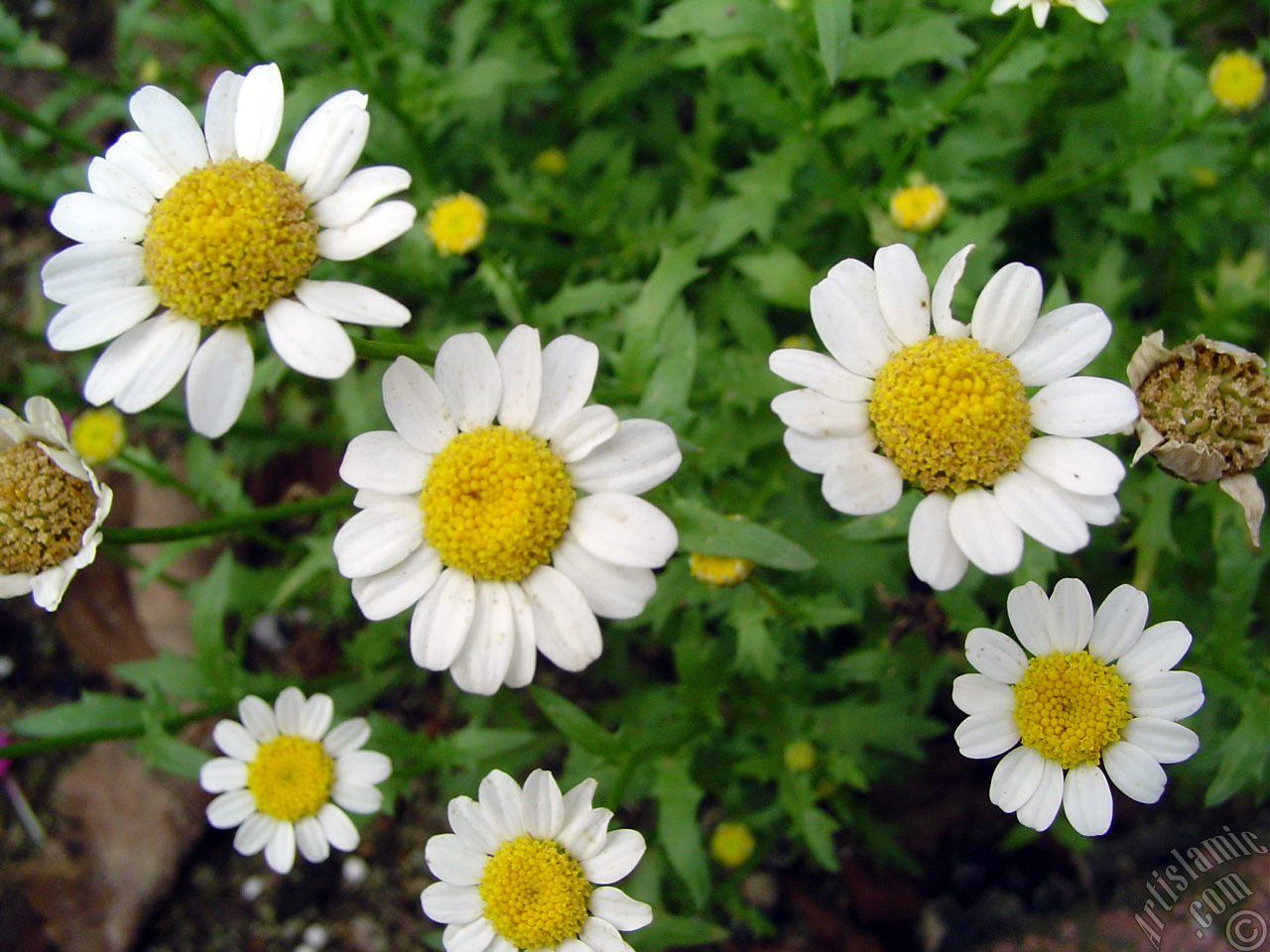 Field Daisy -Ox Eye, Love-Me-Love-Me-Not, Marguerite, Moon Daisy- flower.
