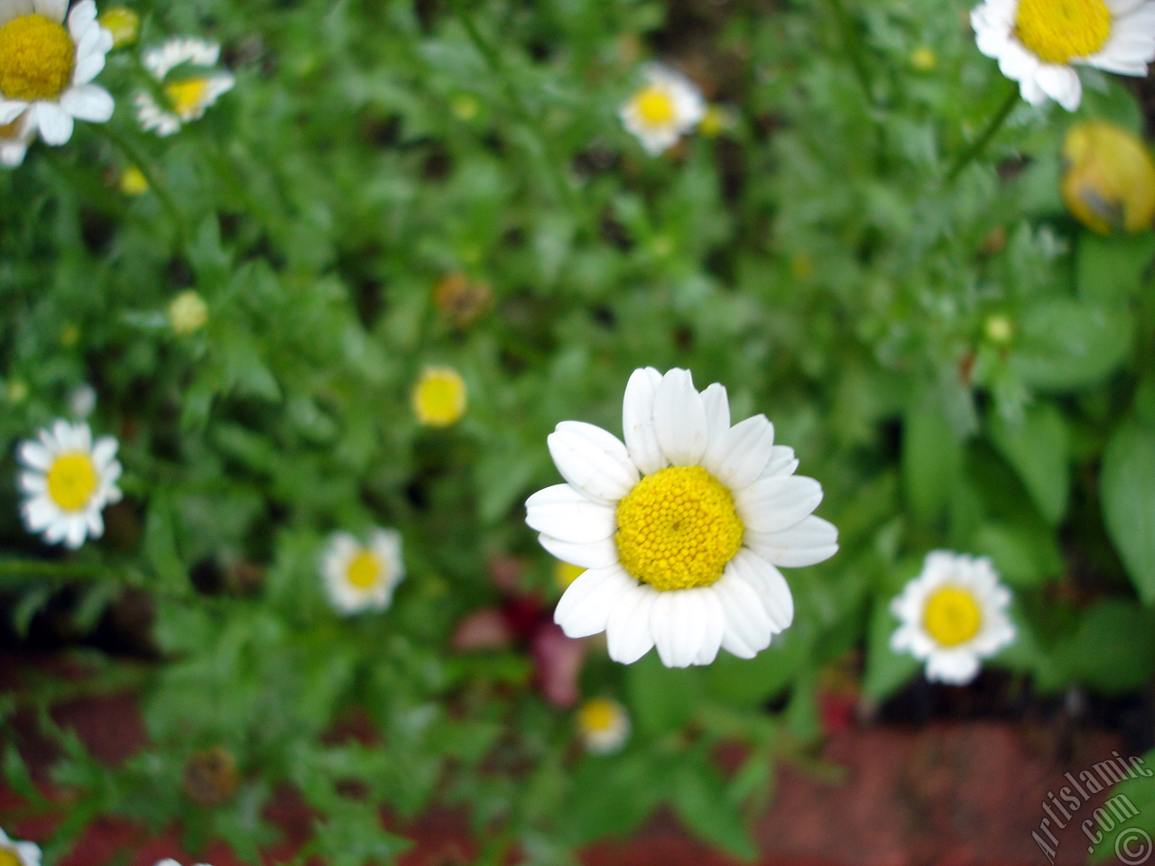 Field Daisy -Ox Eye, Love-Me-Love-Me-Not, Marguerite, Moon Daisy- flower.
