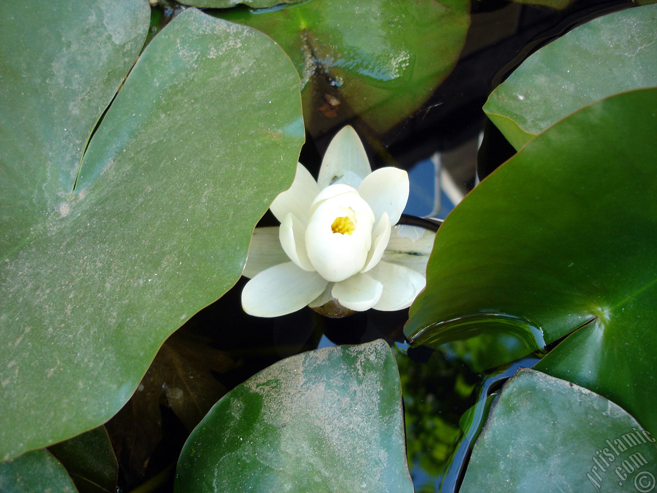 Water Lily flower.
