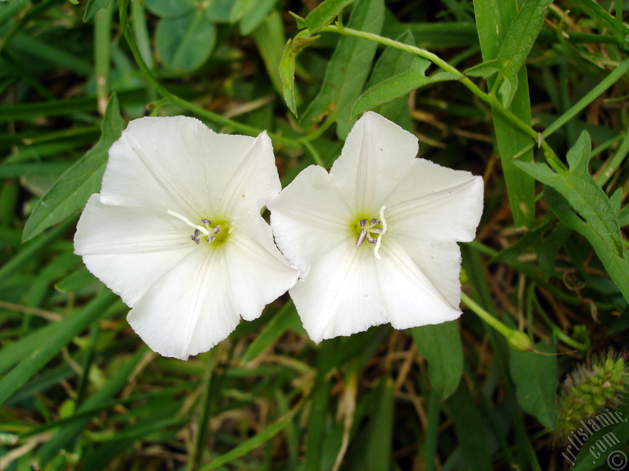 White Morning Glory flower.
