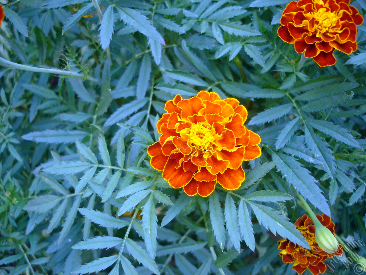 Marigold flower.
