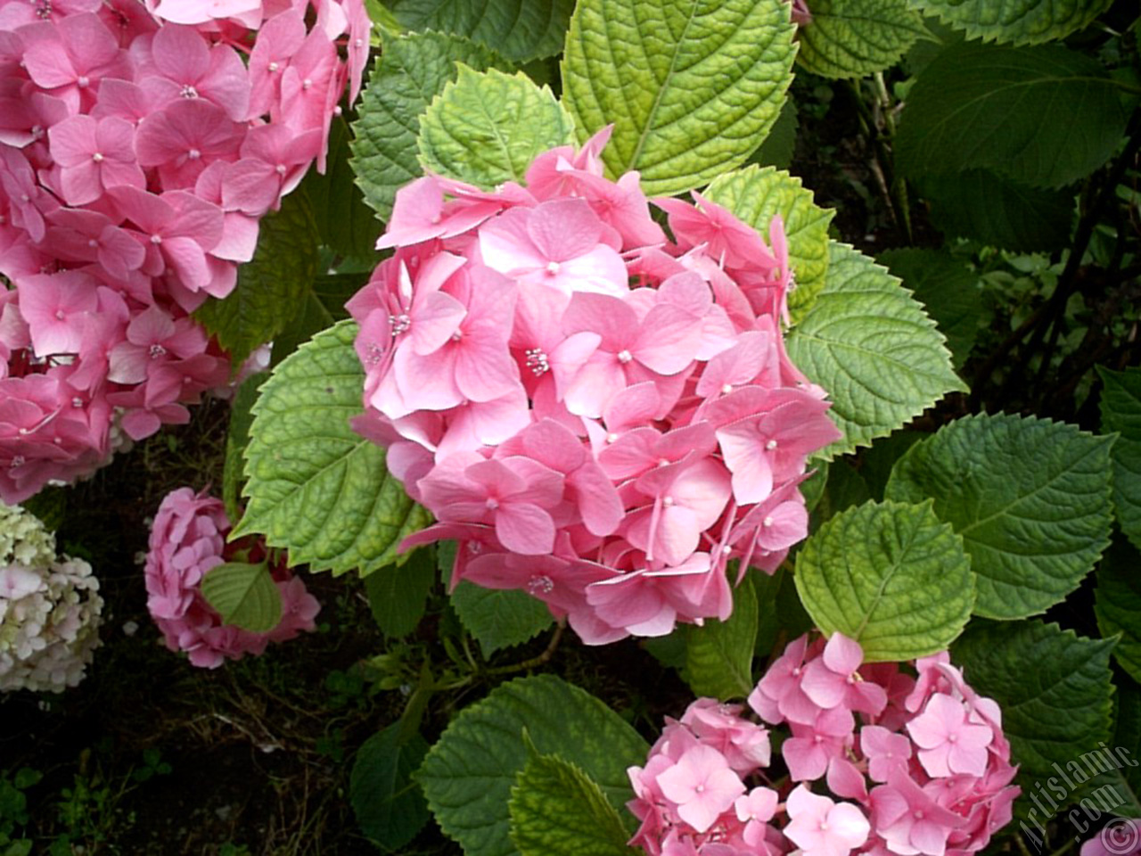 Pink Hydrangea -Hortensia- flower.
