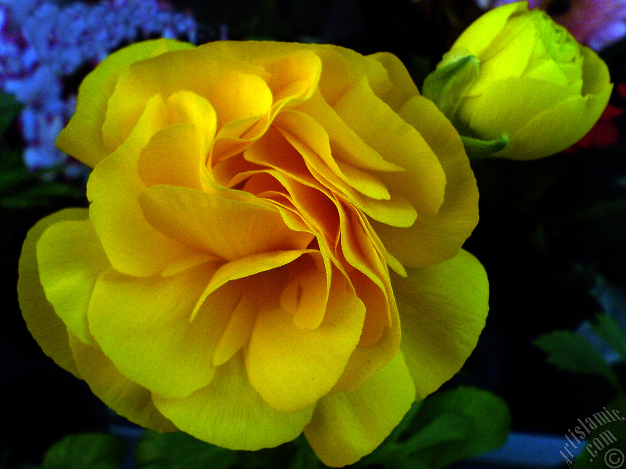 A yellow flower in the pot.
