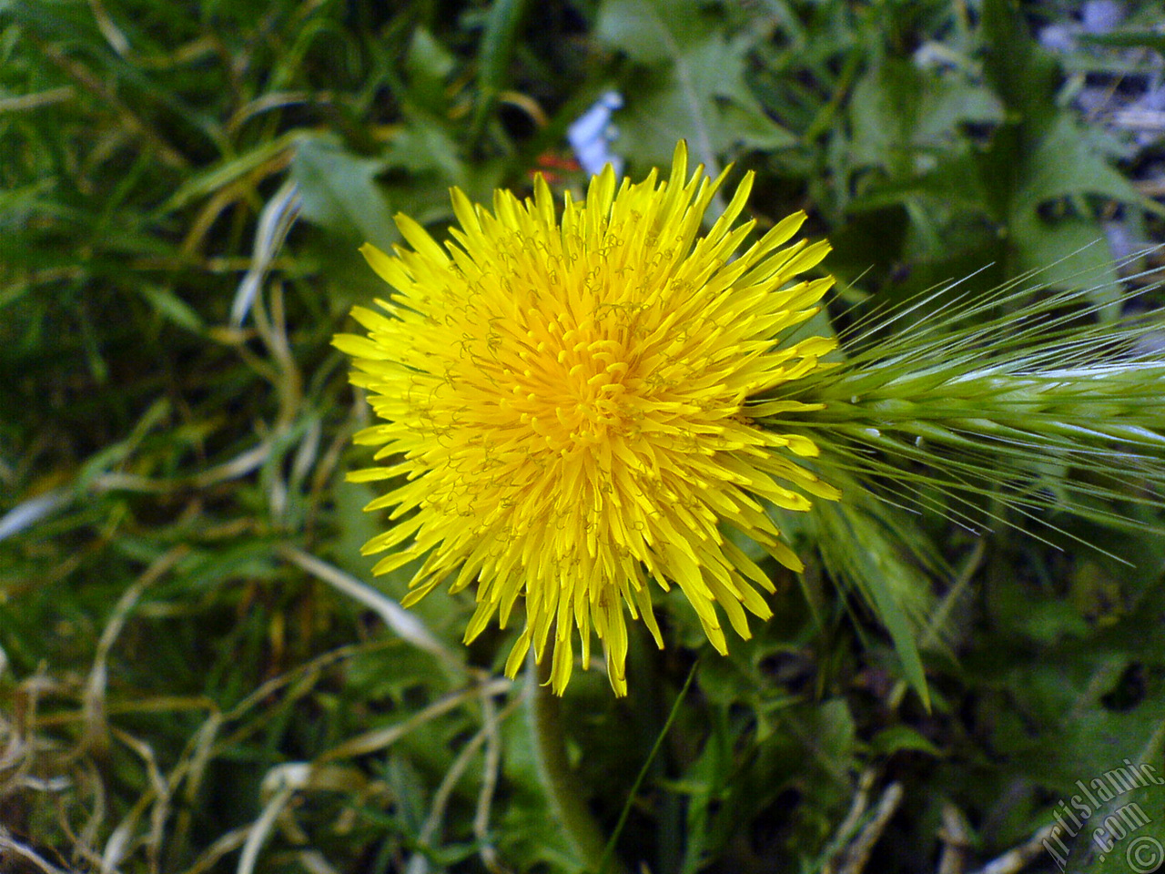 A yellow color flower from Asteraceae Family similar to yellow daisy.
