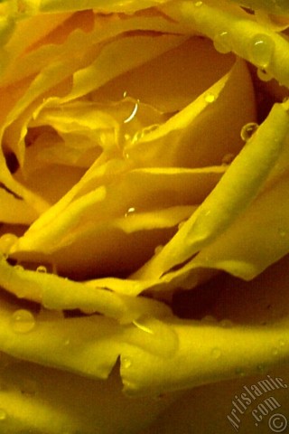 A mobile wallpaper and MMS picture for Apple iPhone 7s, 6s, 5s, 4s, Plus, iPods, iPads, New iPads, Samsung Galaxy S Series and Notes, Sony Ericsson Xperia, LG Mobile Phones, Tablets and Devices: Yellow rose photo.
