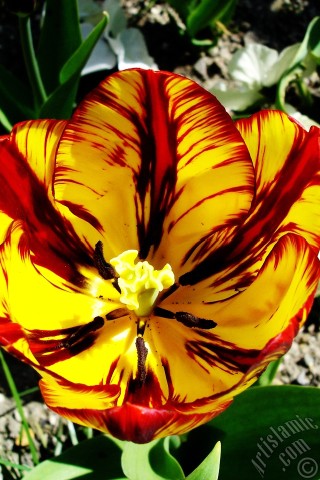 A mobile wallpaper and MMS picture for Apple iPhone 7s, 6s, 5s, 4s, Plus, iPods, iPads, New iPads, Samsung Galaxy S Series and Notes, Sony Ericsson Xperia, LG Mobile Phones, Tablets and Devices: Red-yellow color Turkish-Ottoman Tulip photo.
