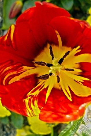 A mobile wallpaper and MMS picture for Apple iPhone 7s, 6s, 5s, 4s, Plus, iPods, iPads, New iPads, Samsung Galaxy S Series and Notes, Sony Ericsson Xperia, LG Mobile Phones, Tablets and Devices: Red-yellow color Turkish-Ottoman Tulip photo.
