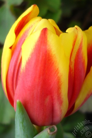 A mobile wallpaper and MMS picture for Apple iPhone 7s, 6s, 5s, 4s, Plus, iPods, iPads, New iPads, Samsung Galaxy S Series and Notes, Sony Ericsson Xperia, LG Mobile Phones, Tablets and Devices: Red-yellow color Turkish-Ottoman Tulip photo.
