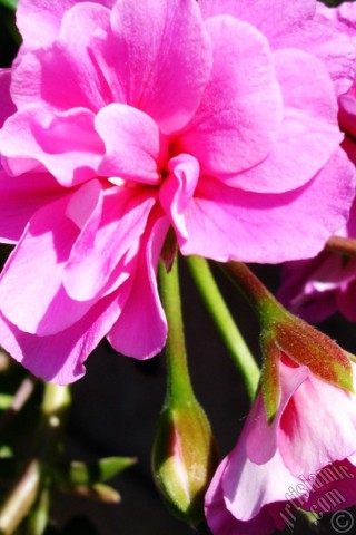 A mobile wallpaper and MMS picture for Apple iPhone 7s, 6s, 5s, 4s, Plus, iPods, iPads, New iPads, Samsung Galaxy S Series and Notes, Sony Ericsson Xperia, LG Mobile Phones, Tablets and Devices: Pink Colored Pelargonia -Geranium- flower.
