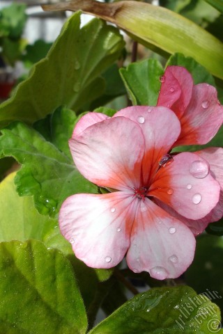 A mobile wallpaper and MMS picture for Apple iPhone 7s, 6s, 5s, 4s, Plus, iPods, iPads, New iPads, Samsung Galaxy S Series and Notes, Sony Ericsson Xperia, LG Mobile Phones, Tablets and Devices: Pink and red color Pelargonia -Geranium- flower.
