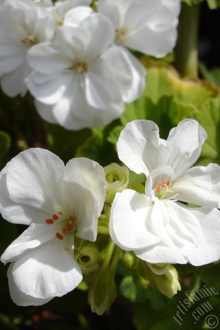 A mobile wallpaper and MMS picture for Apple iPhone 7s, 6s, 5s, 4s, Plus, iPods, iPads, New iPads, Samsung Galaxy S Series and Notes, Sony Ericsson Xperia, LG Mobile Phones, Tablets and Devices: White color Pelargonia -Geranium- flower.
