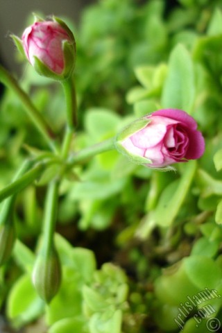 A mobile wallpaper and MMS picture for Apple iPhone 7s, 6s, 5s, 4s, Plus, iPods, iPads, New iPads, Samsung Galaxy S Series and Notes, Sony Ericsson Xperia, LG Mobile Phones, Tablets and Devices: Newly coming out pink color Pelargonia -Geranium- flower.
