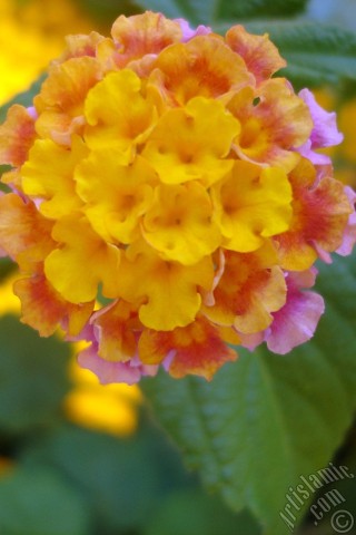 A mobile wallpaper and MMS picture for Apple iPhone 7s, 6s, 5s, 4s, Plus, iPods, iPads, New iPads, Samsung Galaxy S Series and Notes, Sony Ericsson Xperia, LG Mobile Phones, Tablets and Devices: Lantana camara -bush lantana- flower.
