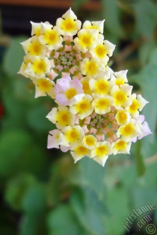 A mobile wallpaper and MMS picture for Apple iPhone 7s, 6s, 5s, 4s, Plus, iPods, iPads, New iPads, Samsung Galaxy S Series and Notes, Sony Ericsson Xperia, LG Mobile Phones, Tablets and Devices: Lantana camara -bush lantana- flower.
