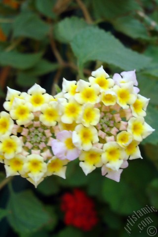 A mobile wallpaper and MMS picture for Apple iPhone 7s, 6s, 5s, 4s, Plus, iPods, iPads, New iPads, Samsung Galaxy S Series and Notes, Sony Ericsson Xperia, LG Mobile Phones, Tablets and Devices: Lantana camara -bush lantana- flower.
