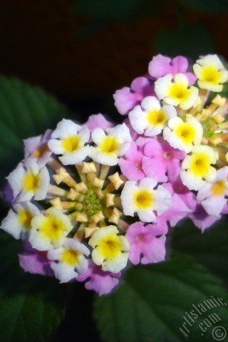 A mobile wallpaper and MMS picture for Apple iPhone 7s, 6s, 5s, 4s, Plus, iPods, iPads, New iPads, Samsung Galaxy S Series and Notes, Sony Ericsson Xperia, LG Mobile Phones, Tablets and Devices: Lantana camara -bush lantana- flower.
