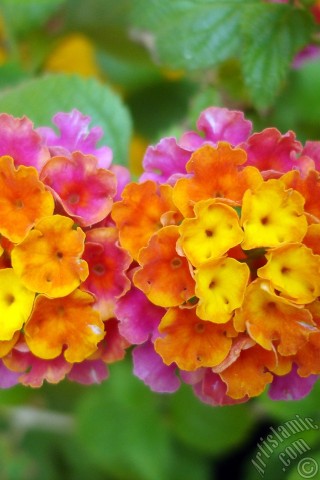 A mobile wallpaper and MMS picture for Apple iPhone 7s, 6s, 5s, 4s, Plus, iPods, iPads, New iPads, Samsung Galaxy S Series and Notes, Sony Ericsson Xperia, LG Mobile Phones, Tablets and Devices: Lantana camara -bush lantana- flower.
