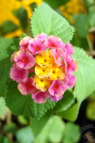 A mobile wallpaper and MMS picture for Apple iPhone 7s, 6s, 5s, 4s, Plus, iPods, iPads, New iPads, Samsung Galaxy S Series and Notes, Sony Ericsson Xperia, LG Mobile Phones, Tablets and Devices: Lantana camara -bush lantana- flower.
