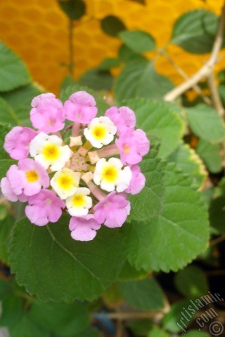 A mobile wallpaper and MMS picture for Apple iPhone 7s, 6s, 5s, 4s, Plus, iPods, iPads, New iPads, Samsung Galaxy S Series and Notes, Sony Ericsson Xperia, LG Mobile Phones, Tablets and Devices: Lantana camara -bush lantana- flower.
