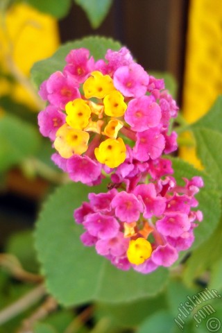 A mobile wallpaper and MMS picture for Apple iPhone 7s, 6s, 5s, 4s, Plus, iPods, iPads, New iPads, Samsung Galaxy S Series and Notes, Sony Ericsson Xperia, LG Mobile Phones, Tablets and Devices: Lantana camara -bush lantana- flower.
