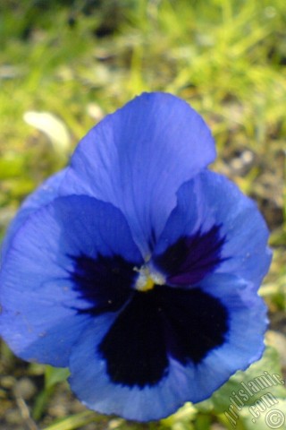 A mobile wallpaper and MMS picture for Apple iPhone 7s, 6s, 5s, 4s, Plus, iPods, iPads, New iPads, Samsung Galaxy S Series and Notes, Sony Ericsson Xperia, LG Mobile Phones, Tablets and Devices: Dark blue color Viola Tricolor -Heartsease, Pansy, Multicoloured Violet, Johnny Jump Up- flower.
