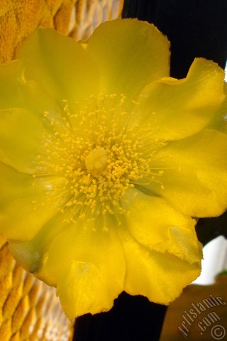 A mobile wallpaper and MMS picture for Apple iPhone 7s, 6s, 5s, 4s, Plus, iPods, iPads, New iPads, Samsung Galaxy S Series and Notes, Sony Ericsson Xperia, LG Mobile Phones, Tablets and Devices: Prickly Pear with yellow flower.
