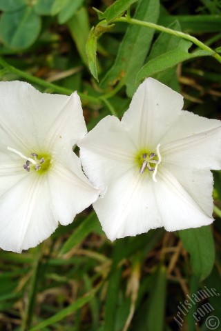 A mobile wallpaper and MMS picture for Apple iPhone 7s, 6s, 5s, 4s, Plus, iPods, iPads, New iPads, Samsung Galaxy S Series and Notes, Sony Ericsson Xperia, LG Mobile Phones, Tablets and Devices: White Morning Glory flower.
