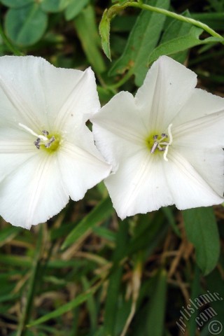 A mobile wallpaper and MMS picture for Apple iPhone 7s, 6s, 5s, 4s, Plus, iPods, iPads, New iPads, Samsung Galaxy S Series and Notes, Sony Ericsson Xperia, LG Mobile Phones, Tablets and Devices: White Morning Glory flower.
