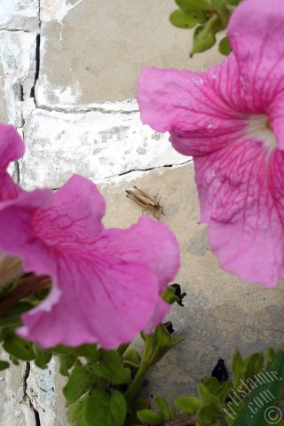 A mobile wallpaper and MMS picture for Apple iPhone 7s, 6s, 5s, 4s, Plus, iPods, iPads, New iPads, Samsung Galaxy S Series and Notes, Sony Ericsson Xperia, LG Mobile Phones, Tablets and Devices: Pink Petunia flower.
