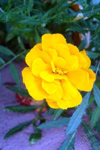 A mobile wallpaper and MMS picture for Apple iPhone 7s, 6s, 5s, 4s, Plus, iPods, iPads, New iPads, Samsung Galaxy S Series and Notes, Sony Ericsson Xperia, LG Mobile Phones, Tablets and Devices: Marigold flower.
