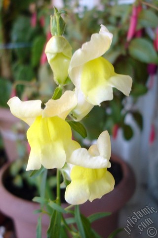 A mobile wallpaper and MMS picture for Apple iPhone 7s, 6s, 5s, 4s, Plus, iPods, iPads, New iPads, Samsung Galaxy S Series and Notes, Sony Ericsson Xperia, LG Mobile Phones, Tablets and Devices: Yellow Snapdragon flower.
