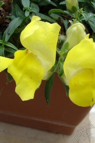 A mobile wallpaper and MMS picture for Apple iPhone 7s, 6s, 5s, 4s, Plus, iPods, iPads, New iPads, Samsung Galaxy S Series and Notes, Sony Ericsson Xperia, LG Mobile Phones, Tablets and Devices: Yellow Snapdragon flower.
