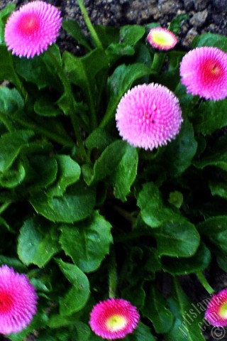 A mobile wallpaper and MMS picture for Apple iPhone 7s, 6s, 5s, 4s, Plus, iPods, iPads, New iPads, Samsung Galaxy S Series and Notes, Sony Ericsson Xperia, LG Mobile Phones, Tablets and Devices: Some pink wildflowers.
