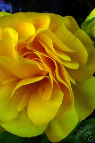 A mobile wallpaper and MMS picture for Apple iPhone 7s, 6s, 5s, 4s, Plus, iPods, iPads, New iPads, Samsung Galaxy S Series and Notes, Sony Ericsson Xperia, LG Mobile Phones, Tablets and Devices: A yellow flower in the pot.
